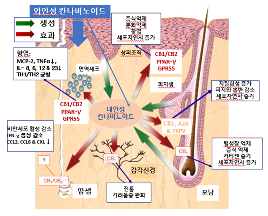 대마 성분 칸나비노이드는 난치건선 치료 효과가 있다(문헌 고찰)