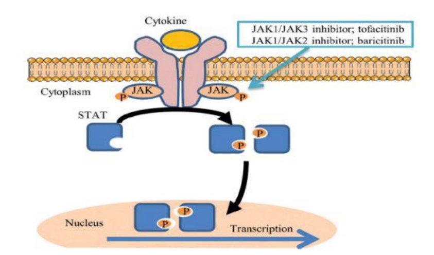 올루미언트 JAK 억제 기전