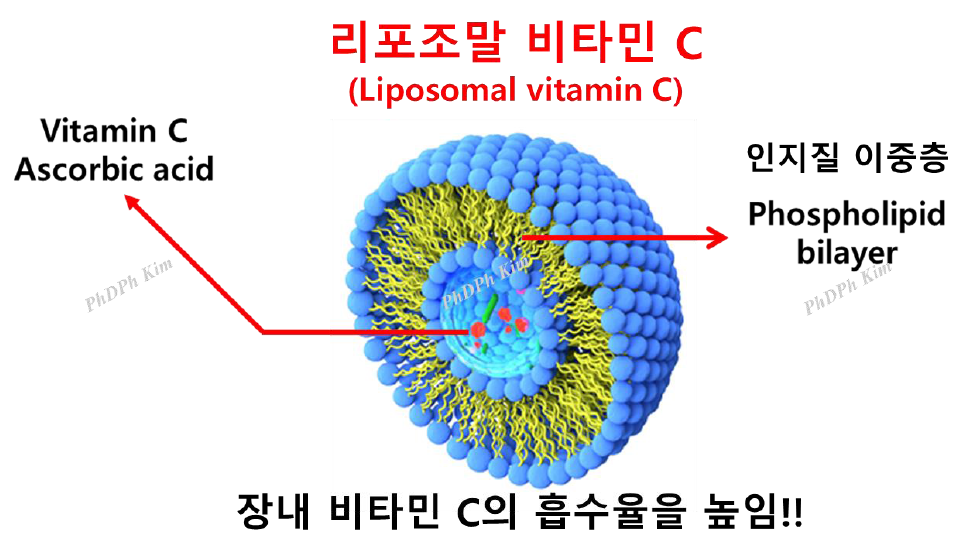 그림. 리포조말 비타민C (흡수율을 높인 제형으로 활성형 (type2)에 포함)