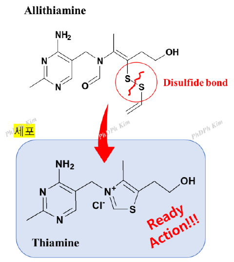 그림. 알리치아민 allithiamine)이 체내에서 thiamine으로 전환되는 과정