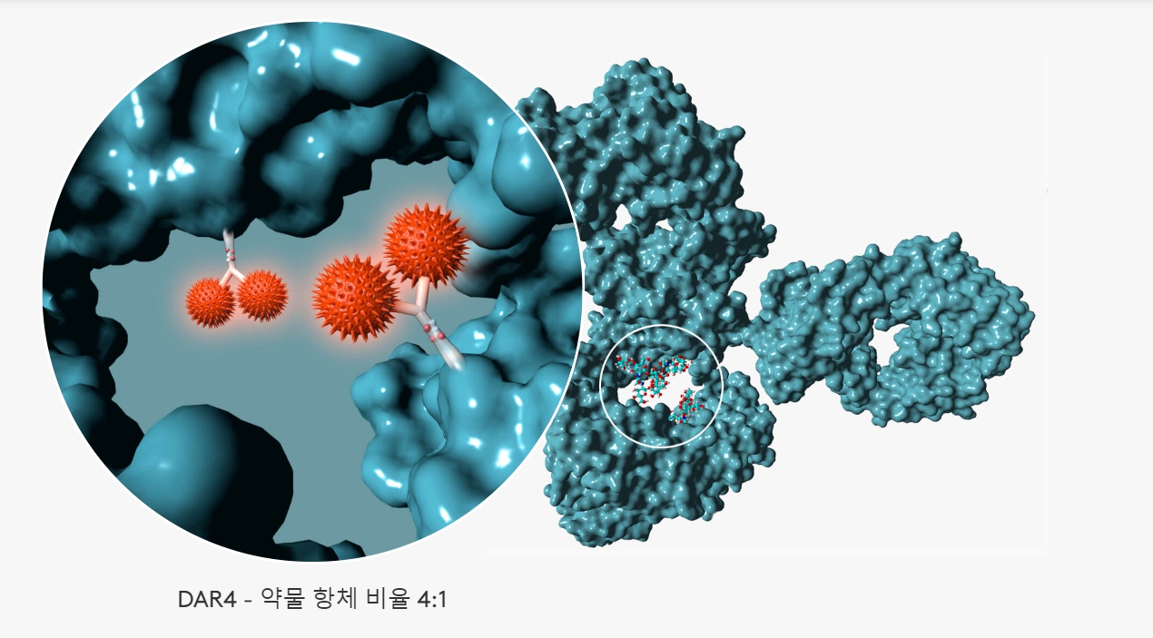 시나픽스 ADC 플랫폼