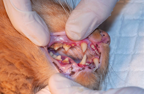 고양이는 바이러스 질환이 만연되어 있어 구내염과 잇몸병이 잦다. 비정상적으로 활성화 된 면역염증반응이 자신의 치아를 공격한다. 치아와 치조골 손상이 심해질수록 통증은 더 심해진다.  음식물을 삼키지도 못하고 신부전 등의 내과적인 질병이 악화되기도 한다. 통증을 경감시키고 삶의 질을 개선시키기 위해서는 치아 전체를 뽑아내는 ‘고양이전발치’가 유일한 대안이다.
