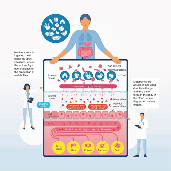 Cutting-Edge Gut Microbiome Research: NOSTER's Latest Solutions For ...