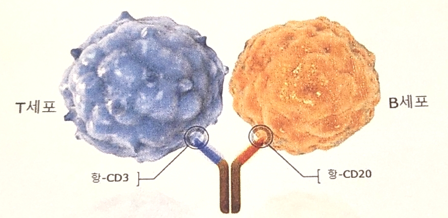 T세포 표면 단백질인 CD3와 악성 B세포 표면 단백질인 CD20에 동시 결합하는 룬수미오