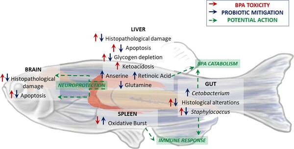 사진설명: 조직병리학적 변화와 생체 데이터를 통해 장-간-뇌에서 BPA 독성에 대응하여 슬랩51이 작용함이 확인되었다.-출처: The Probiotics SLAB51 as agent to counteract BPA toxicity on zebrafish gut microbiota-liver-brain axis, 20 February 2024