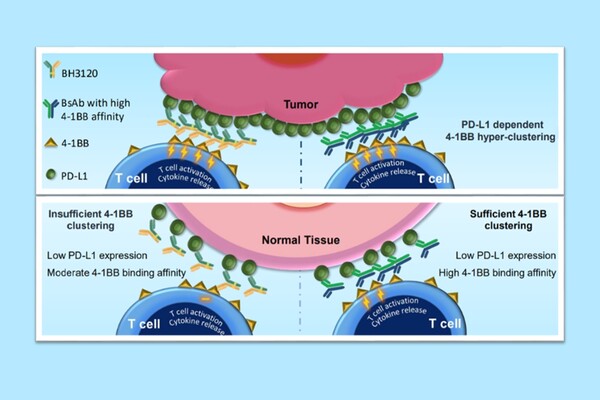 북경한미약품이 미국암연구학회(AACR 2023)에서 발표한 BH3120의 작용 기전. 종양(Tumor)에서는 ‘BH3120(왼쪽 Y자 물질)’과 ‘4-1BB 결합력이 높은 이중항체(오른쪽 Y자 물질)’ 모두 강력한 항암효과를 유도하지만, 일반 조직(Nomal Tissue)에서는 BH3120이 4-1BB 결합력이 높은 이중항체와 달리 불필요한 면역활성화를 최소화해 보다 안전성을 지닌다는 내용