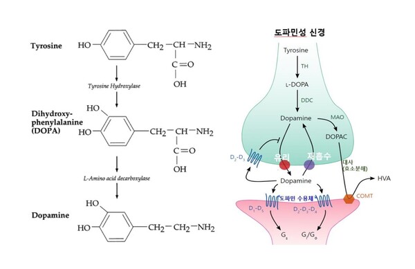 도파민의 생합성과 분비