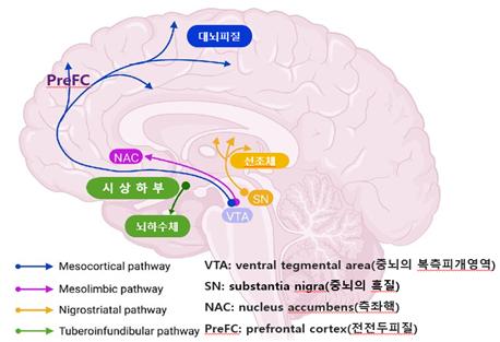 뇌 도파민성 신경 회로 [출처: Translational Psychiatry (2022)12:464]