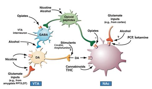 VTA-NAC-PreFC로 연결된 도파민성 신경로에서 마약류의 작용점 [출처: Nat Neurosci 2005; 8:1445–1449]