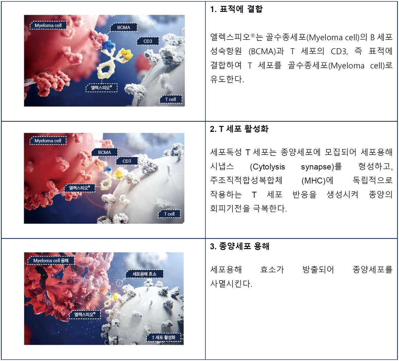 엘렉스피오 작용 기전