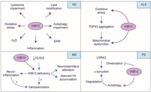 그림 . 알츠하이머병(AD)과 근위축성측삭경화증(ALS), 다발성경화증(MS), 파킨슨병(PD)AD)과 근위축성측삭경화증(ALS), 다발성경화증(MS), 파킨슨병(PD)에 대한 비타민 B12의 기능 [출처: Int J Mol Sci. 25(1): 590.(2024)]