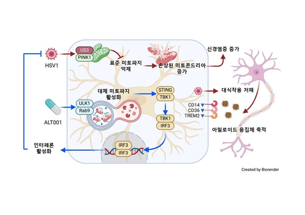 그림 설명 . HSV-1 감염이 미세아교세포의 미토파지를 저해해 신경 염증을 유발하는데, 연구진은 신규 미토파지 촉진물질인 ALT001이 항바이러스 면역을 활성화하는 반면 신경 염증을 제어하고 미세아교세포의 다양한 기능을 개선시킬 수 있음을 확인했다.