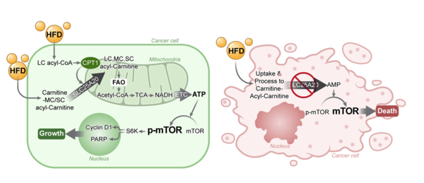 그림. SLC25A20 유전자 발현 억제를 통해 지방산산화(FAO)를 차단하면 고지방 식이(HFD)에 의해 종양 촉진 효과가 억제되는 기전 요약도. 