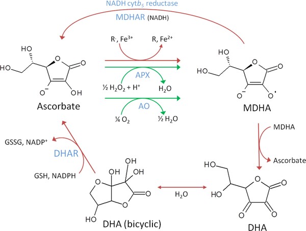 비타민 C의 Redox 반응[출처: Free Radical Biology & Medicine, 122: 116-129(2018)]약어, APX: ascorbate peroxidase; AO: ascorbate oxidase; DHA: dehydroascorbate; DHAR: dehydroascorbate reductase; GSH; glutathione; GSSG: glutathione disulfide; MDHA: monodehydroascorbate; MDHAR: monodehydroascorbate reductase