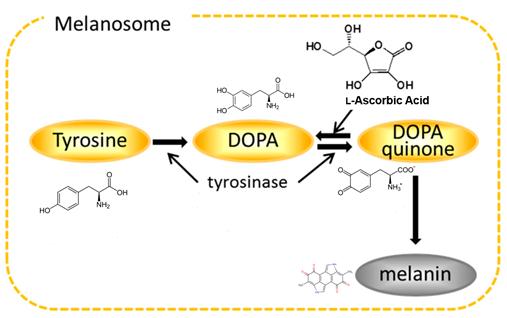 그림 2. 아스코르브산의 멜라닌 생성 억제 활성