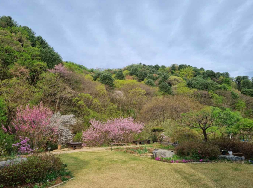 사진.  마당 끝자락의 산복사나무. 가운데는 개천 건너의 흰 색 벚꽃이고, 산에도 몇 종의 산벚꽃이 피어 있다.