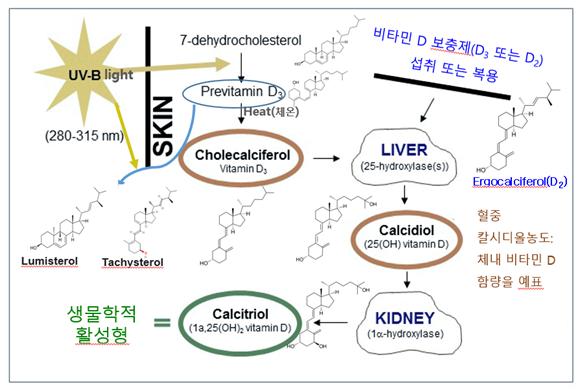 그림 2. 사람에서 비타민 D의 생합성