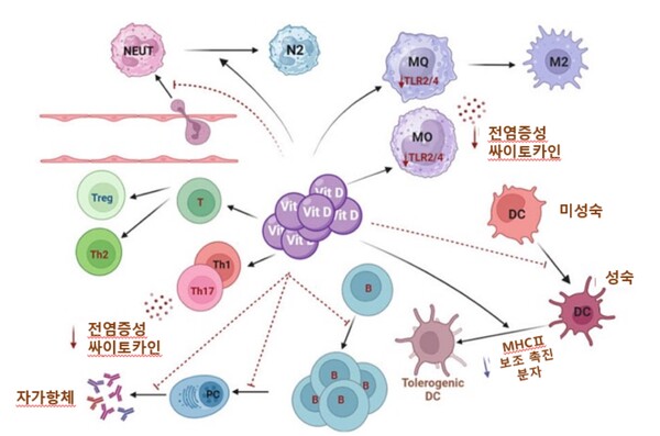 그림 . 비단민 D의 면역 기능 조절 작용 [출처: Exp & Mol Pathol 132–133, 104866]약어: B; B cell, T; T cell, NEUT; Neutrophil, N2; N2 type Neutrophil, MQ; Macrophage, M2; M2 type Macrophage, Treg; regulatory T cells, Th; T helper, DC; dendritic cell, PC;  plasma cell, TLR; toll-like receptor,  MHC II; major histocompatibility complex class II