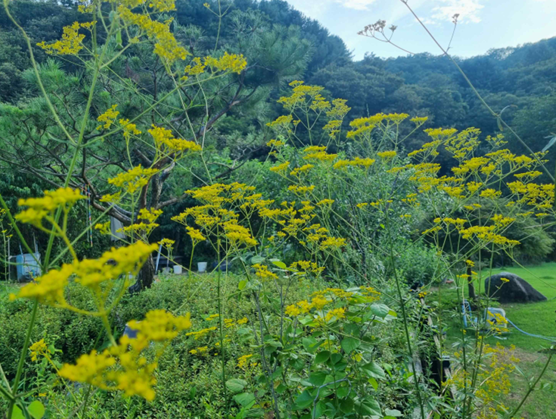사진. 이용섭 교수 자택 수돗가의 마타리 무리
