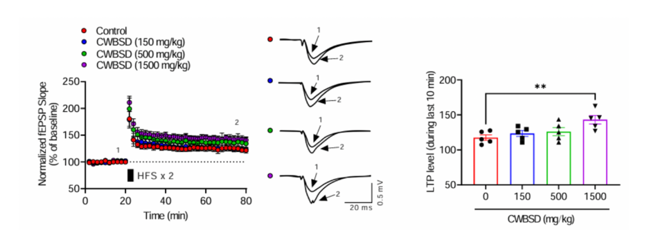 그림 2. 전기생리학적 방법을 통한 천왕보심단 제제의 인지기능 개선 기전 연구 결과. 천왕보심단 제제(CWBSD)의 투여로 시냅스 가소성 증가를 확인한 결과이며, 정량화한 것이 오른쪽 막대그래프임