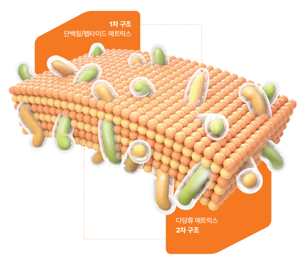 쎌바이오텍 듀얼코팅 기술 