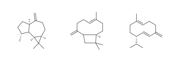 우산나물에서 분리된 정유 성분들의 화학 구조