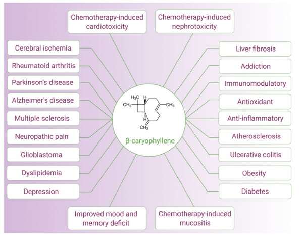 β-Caryophyllene의 잠재적인 의약적인 용도[출처: HM Hashiesh 등, 2021, Biomedicine & Pharmacotherapy]