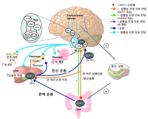 glp 1 역할 갈수록 뚱뚱해지는 호모 사피엔스: GLP-1 요법에 대한 WHO 권고(下) < 정재훈 소장│청론보건연구소 < 정기연재 < 오피니언 <  기사본문